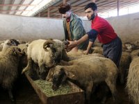 قیمت گوسفند قربانی اعلام شد+ جزییات
