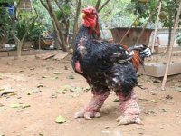 مرغ اژدها عجیب‌ترین مرغ خانگی در جهان+ عکس