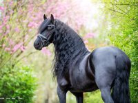 زیباترین اسب جهان؛ این اسب از افسانه ها آمده است+عکس