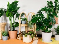 معرفی 3 گیاه برای نگهداری آسان در آپارتمان
