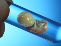 تخمک و جنین فریز شده تا چند سال قابلیت نگهداری دارد؟