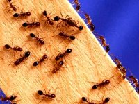 ۷ روش خانگی برای خلاصی از شر مورچه‌ها