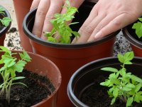 ویژگی‌های خاک خوب برای گیاهان خانگی