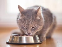 هر آنچه که باید درباره رژیم غذایی گربه بالغ بدانید!
