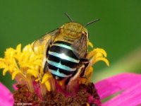 درباره زنبور نوار آبی بیشتر بدانید!