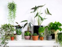فرمول‌هایی برای شادابی گیاهان آپارتمانی