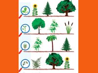 گیاهان و درختان