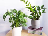 معرفی بادوام ترین گیاهان آپارتمانی مقاوم