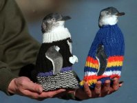 سرگرمی عجیب پیرمرد ۱۰۹ ساله؛ بافت ژاکت برای پنگوئن‌ها
