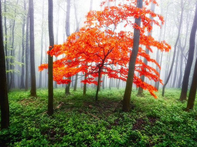 تصاویر رویایی از پاییز جنگل