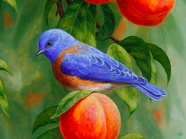 نقاشی های زیبا از پرندگان