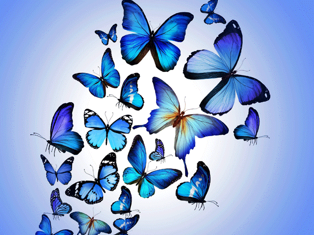 راز زیبایی رنگ ها در بال های پروانه