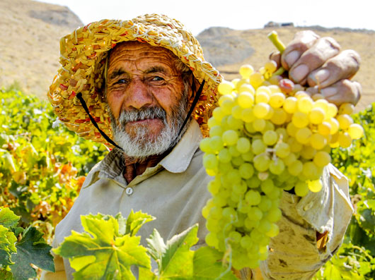 فصل تولید کشمش طلایی کردستان