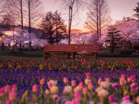 آرامش شاعرانه طبیعت ژاپن