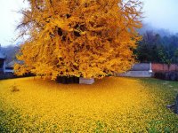 درخت جینکو 1400 ساله در چین