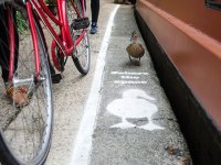 خط کشی خیابان برای عبور اردک ها در لندن