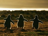 زندگی شگفت انگیز پنگوئن ها