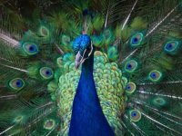 عکس مجموعه زیبا از طاوس های زیبا و رنگارنگ