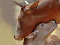 مهر مادرانه در حیوانات