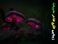 زیبایی قارچ ها در طبیعت