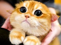 تصاویری از عجیب‌ترین گربه‌های جهان