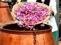 جشنواره گل و گلاب داراب