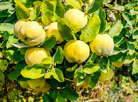 برداشت میوه «به» در سهروفیروزان اصفهان